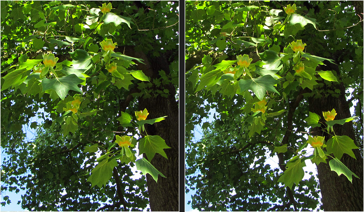 Zweige vom Tulpenbaum (3D-Kreuzblick)