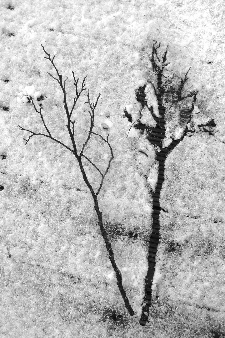 Zweigerl + Frost = Winterbild