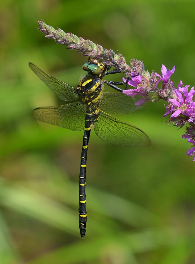 Zweigestreifte Quelljungfer Foto & Bild natur, insekten, tiere Bilder
