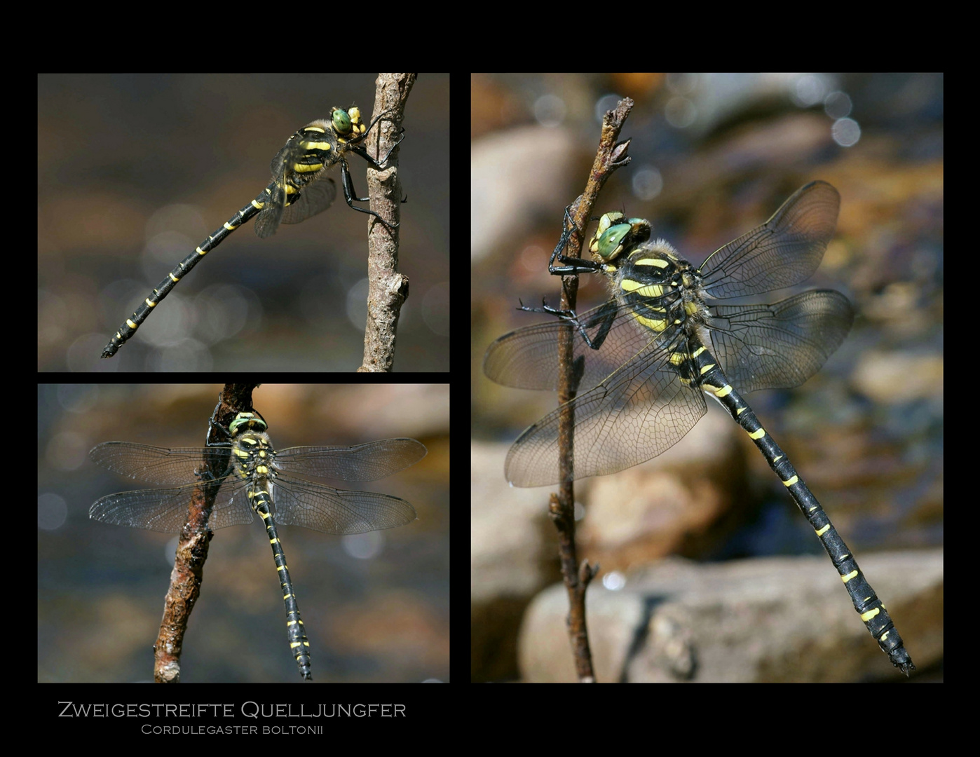 Zweigestreifte Quelljungfer - Collage