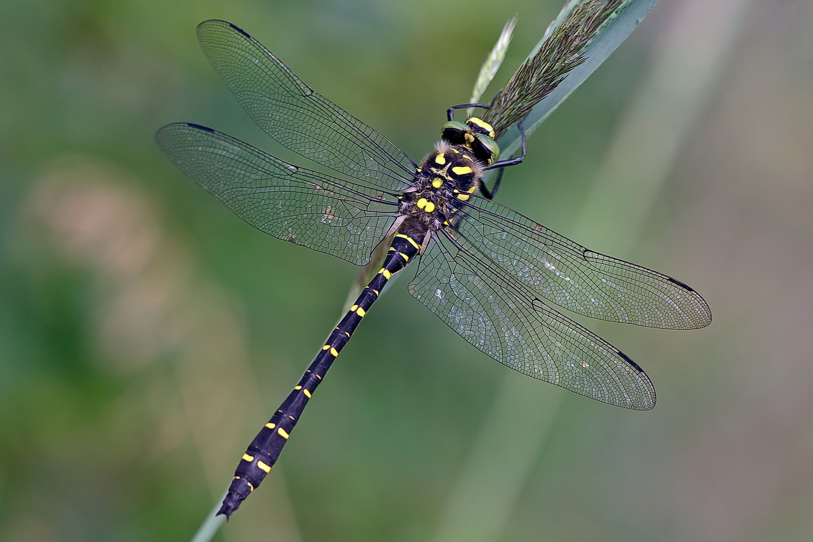 Zweigestreifte Quelljungfer (Cordulegaster boltonii)