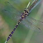 Zweigestreifte Quelljungfer (Cordulegaster boltonii)