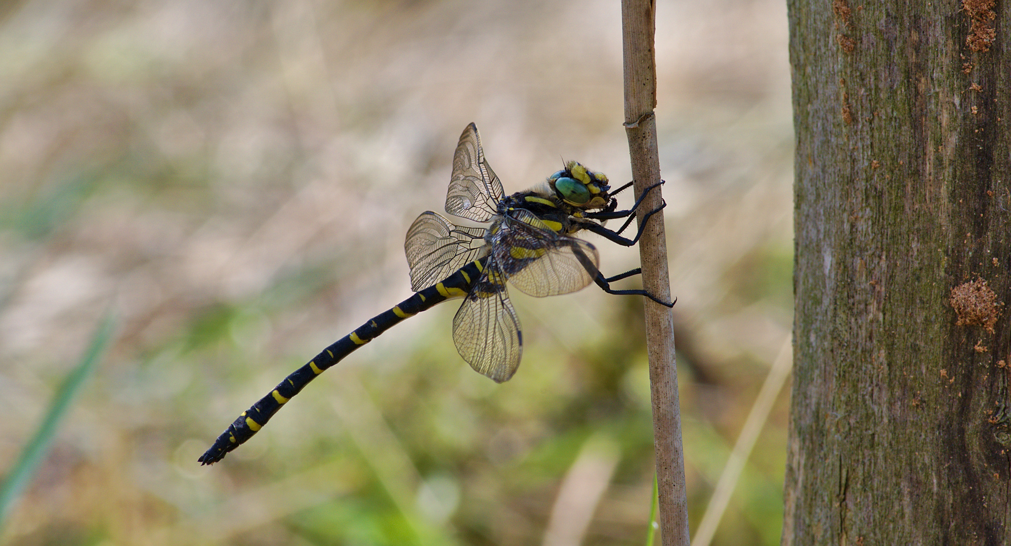 Zweigestreifte Quelljungfer (Cordulegaster boltonii) 1