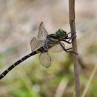 Zweigestreifte Quelljungfer (Cordulegaster boltonii) 1