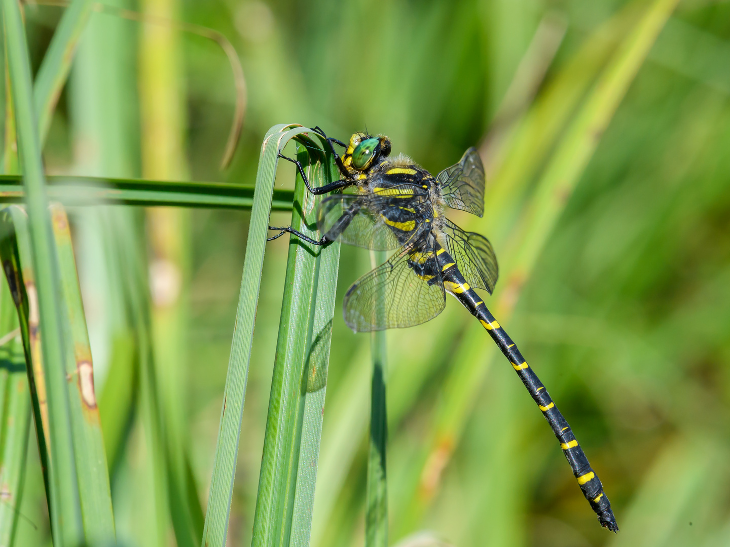 Zweigestreifte Quelljungfer (Cordulegaster boltonii)