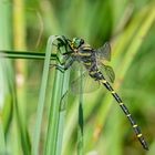 Zweigestreifte Quelljungfer (Cordulegaster boltonii)