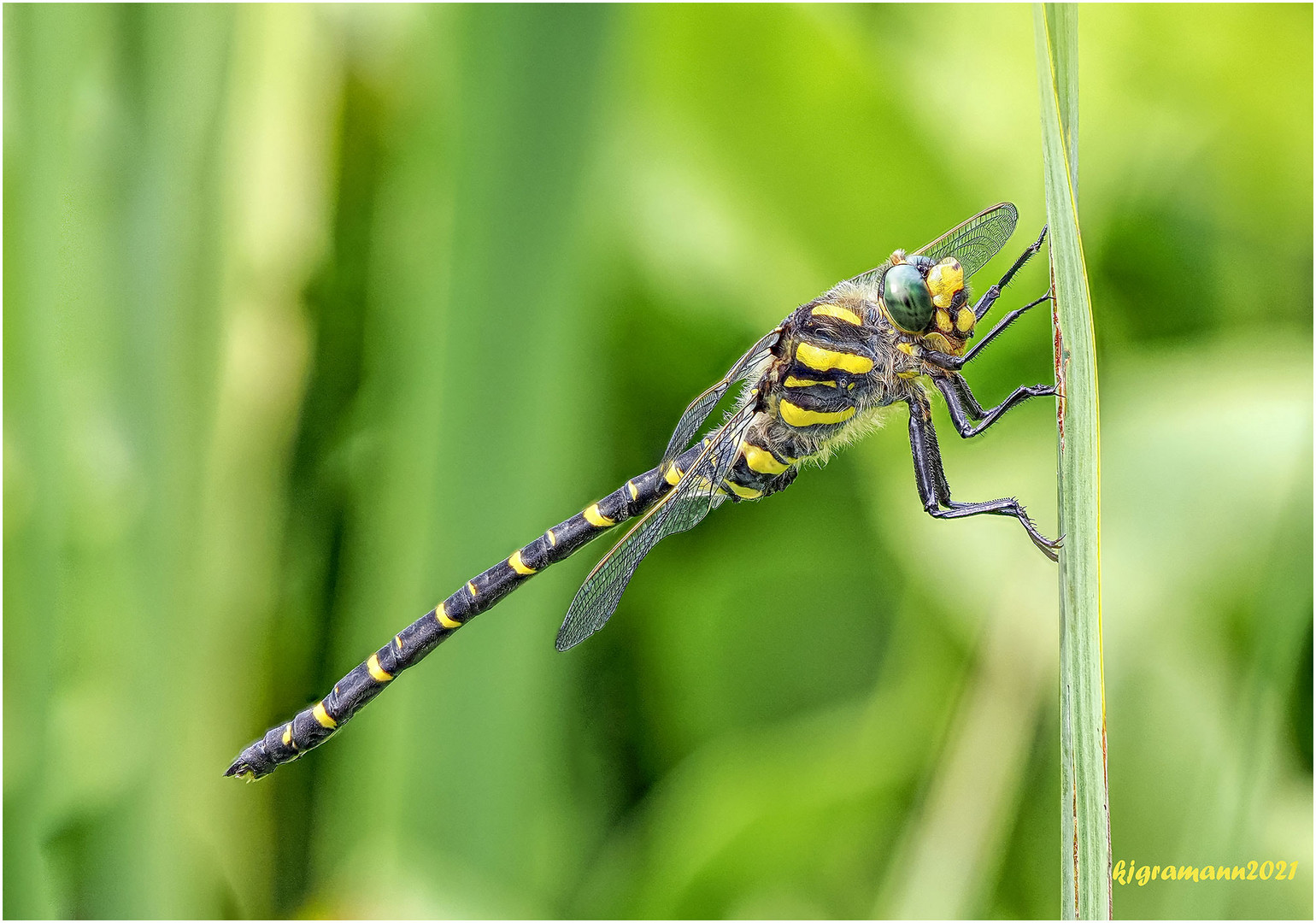 zweigestreifte quelljungfer (cordulegaster boltonii) ...