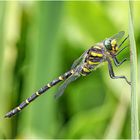 zweigestreifte quelljungfer (cordulegaster boltonii) ...