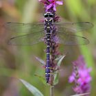 Zweigestreifte Quelljungfer (Cordulegaster boltonii)