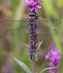 Zweigestreifte Quelljungfer (Cordulegaster boltonii)