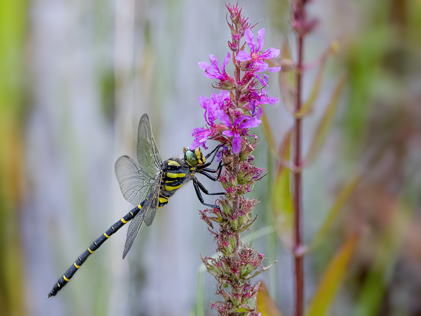 Zweigestreifte Quelljungfer (Cordulegaster boltonii)