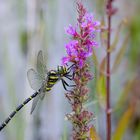 Zweigestreifte Quelljungfer (Cordulegaster boltonii)