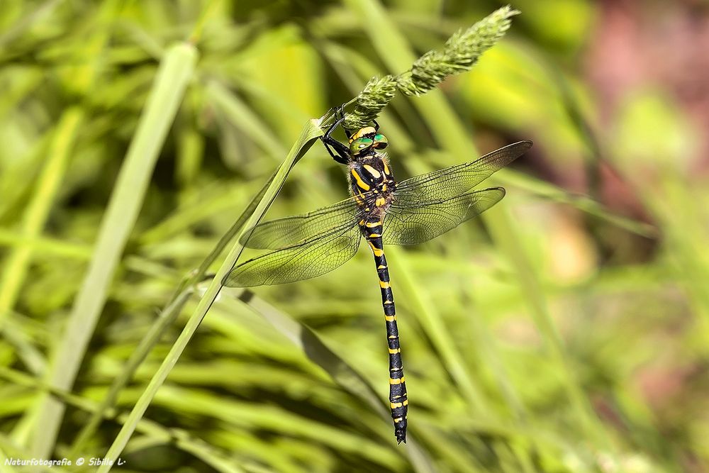 Zweigestreifte Quelljungfer (Cordulegaster boltonii) 