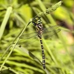 Zweigestreifte Quelljungfer (Cordulegaster boltonii) 