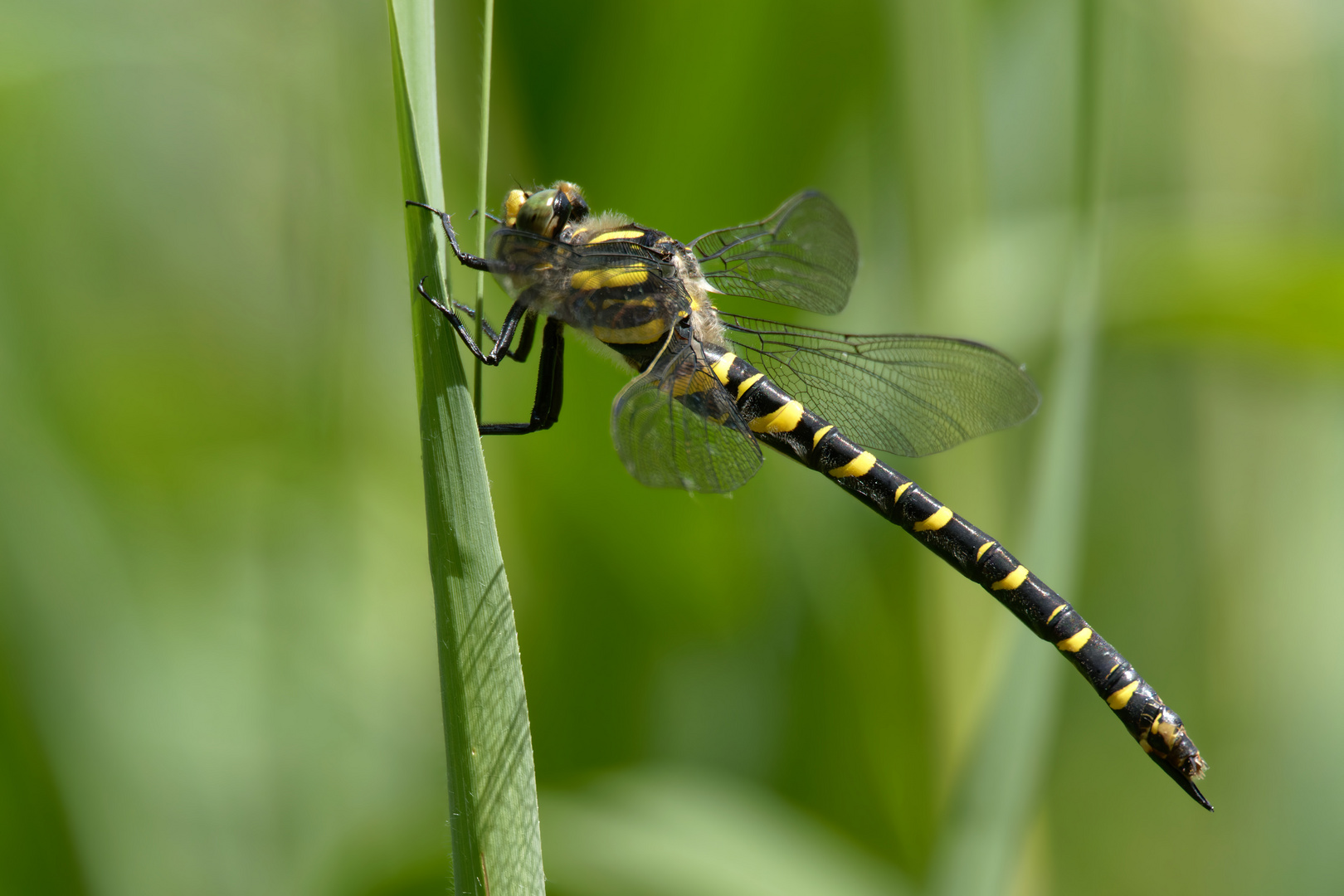 Zweigestreifte Quelljungfer (Cordulegaster boltonii) 