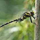 Zweigestreifte Quelljungfer (Cordulegaster boltonii)