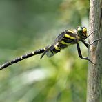 Zweigestreifte Quelljungfer (Cordulegaster boltonii)