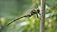 Zweigestreifte Quelljungfer (Cordulegaster boltonii)