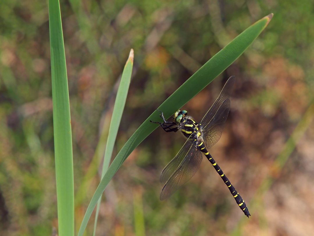 Zweigestreifte Quelljungfer (Cordulegaster boltonii) 