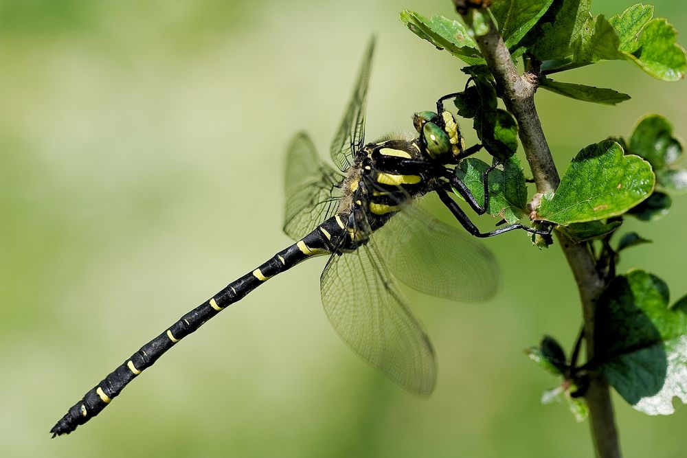 Zweigestreifte Quelljungfer (Cordulegaster boltonii)