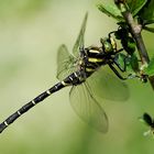 Zweigestreifte Quelljungfer (Cordulegaster boltonii)