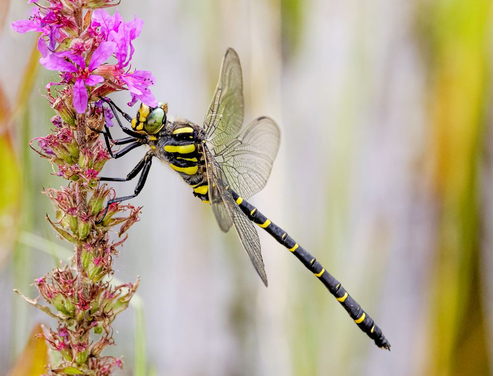 Zweigestreifte Quelljungfer (Cordulegaster boltonii)