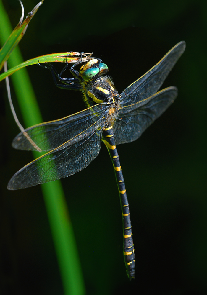 Zweigestreifte Quelljungfer ( Cordulegaster boltonii )