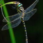 Zweigestreifte Quelljungfer ( Cordulegaster boltonii )