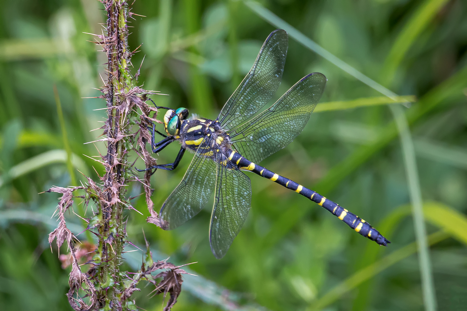 Zweigestreifte Quelljungfer (cordulegaster boltonii)