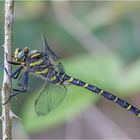 Zweigestreifte Quelljungfer (Cordulegaster boltonii)