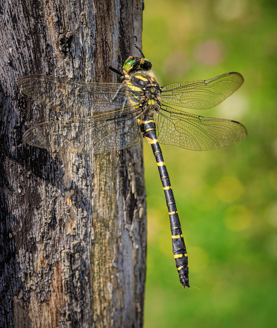 Zweigestreifte Quelljungfer (Cordulegaster boltonii)