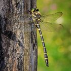 Zweigestreifte Quelljungfer (Cordulegaster boltonii)