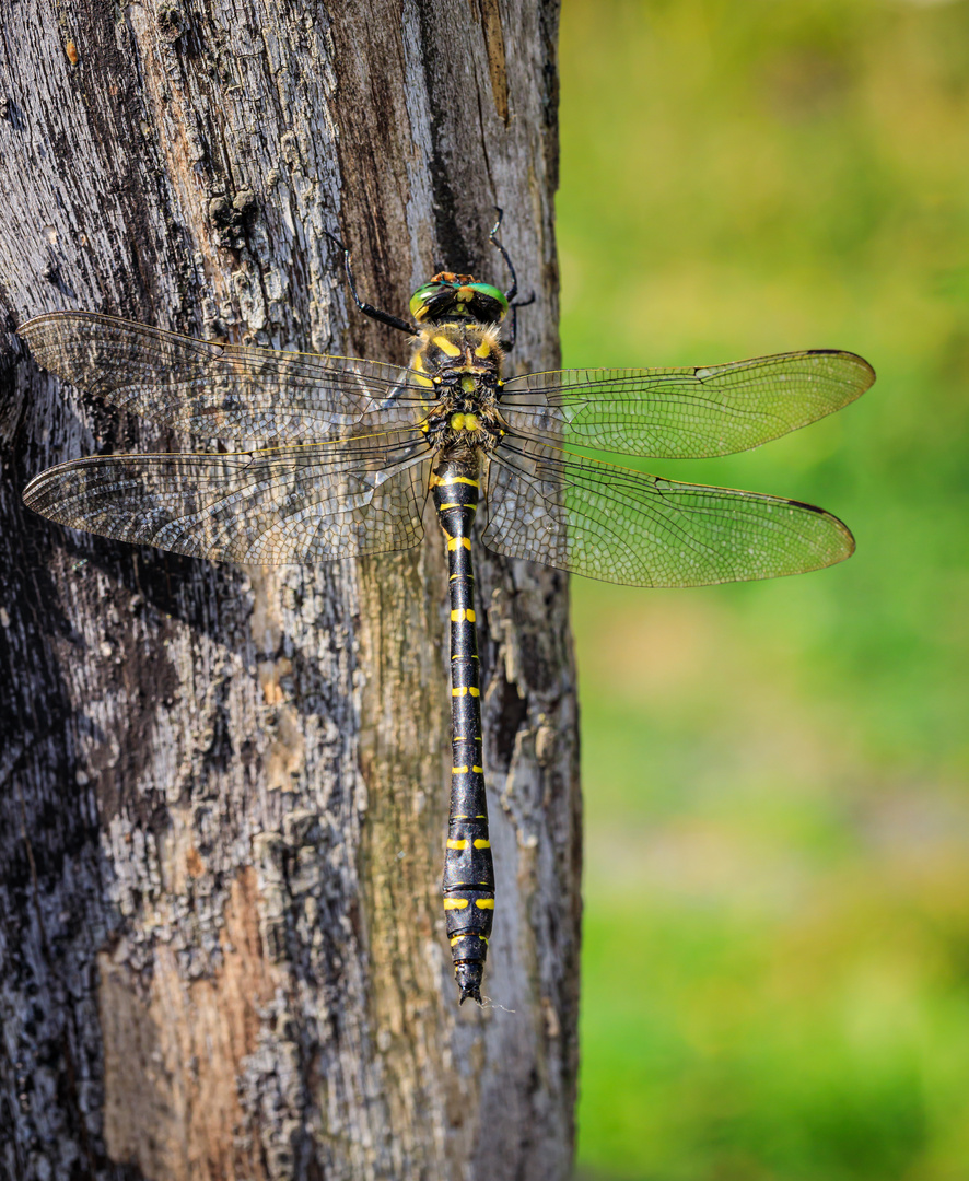 Zweigestreifte Quelljungfer (Cordulegaster boltonii) Männchen