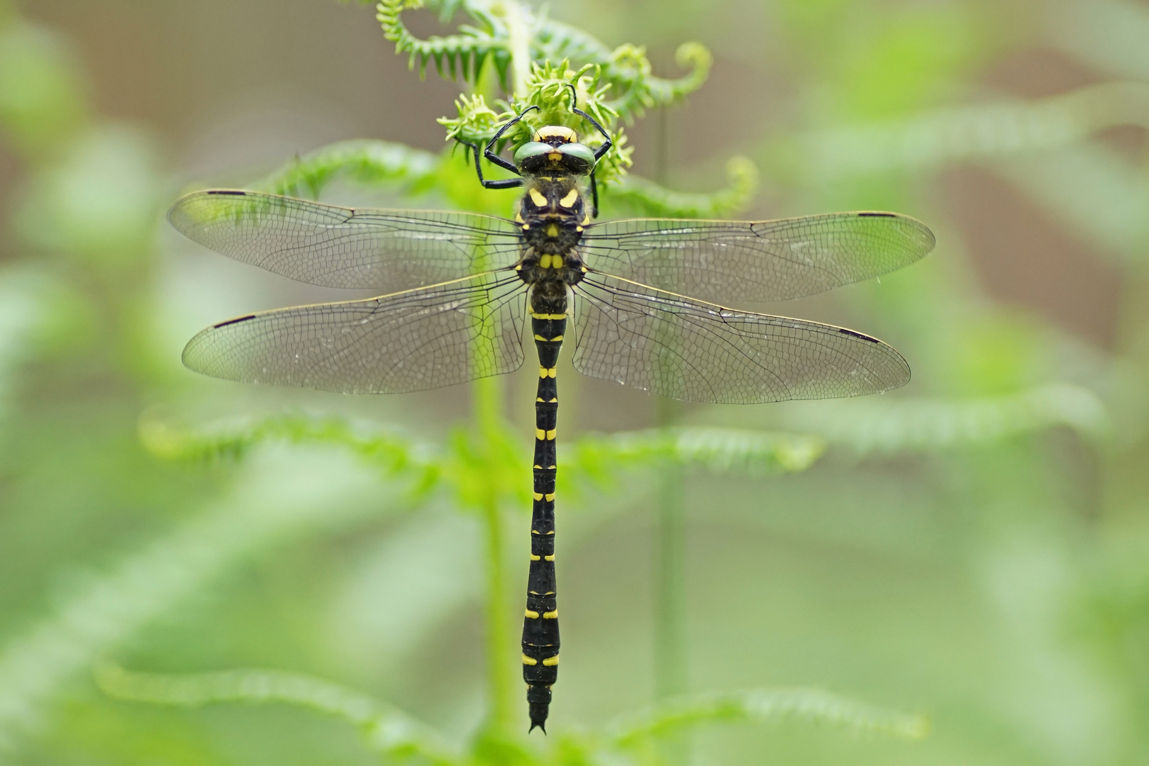 Zweigestreifte Quelljungfer (Cordulegaster boltonii), Männchen