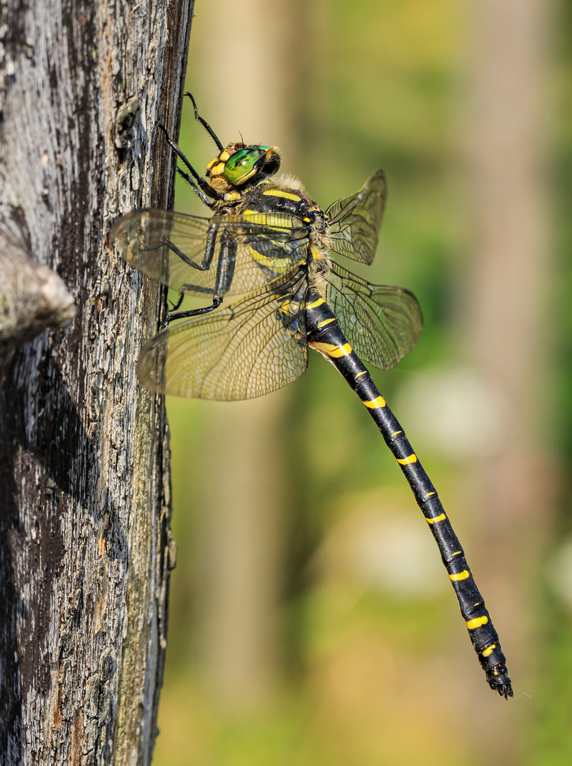 Zweigestreifte Quelljungfer (Cordulegaster boltonii) Männchen