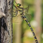 Zweigestreifte Quelljungfer (Cordulegaster boltonii) Männchen