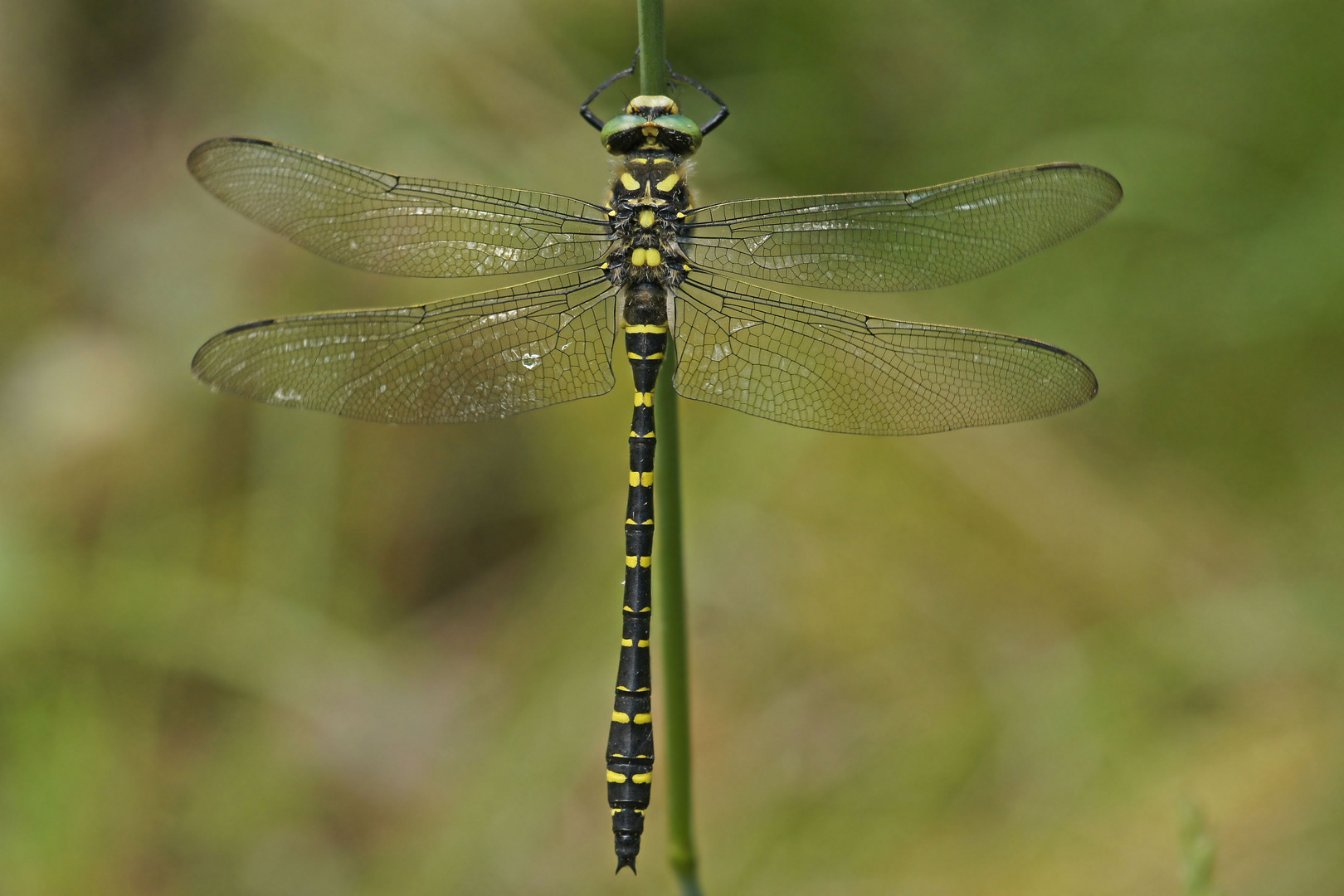 Zweigestreifte Quelljungfer (Cordulegaster boltonii), Männchen