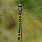 Zweigestreifte Quelljungfer (Cordulegaster boltonii), Männchen