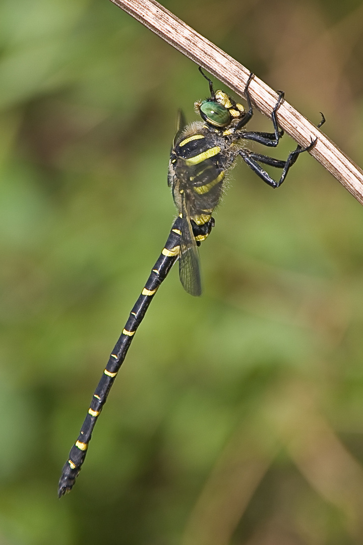 Zweigestreifte Quelljungfer (Cordulegaster boltonii)__männlich