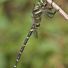 Zweigestreifte Quelljungfer (Cordulegaster boltonii)__männlich