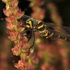 ZweigestreifteQuelljungfer(Cordulegaster.boltoni),Männchen