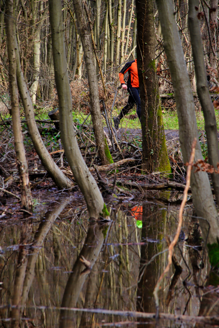 Zweigeteilt im Wald