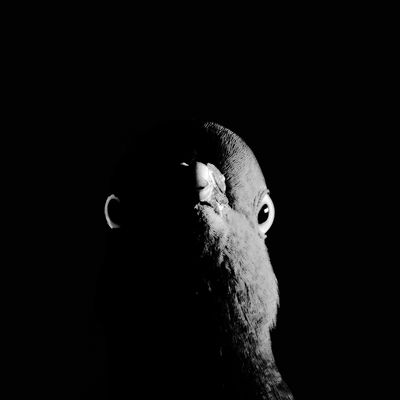 Zweigeteilt, Ringeltaube