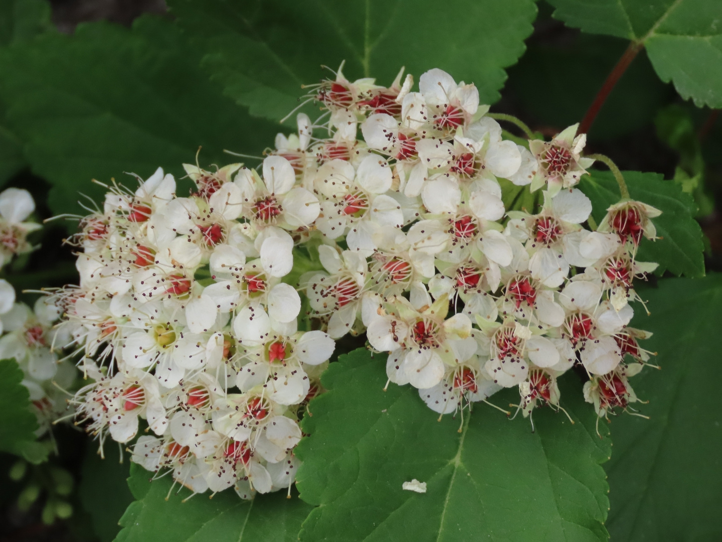 Zweigriffeliger Weißdorn (Crataegus laevigata)