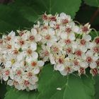 Zweigriffeliger Weißdorn (Crataegus laevigata)