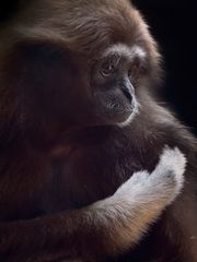 Zweihandgibbon