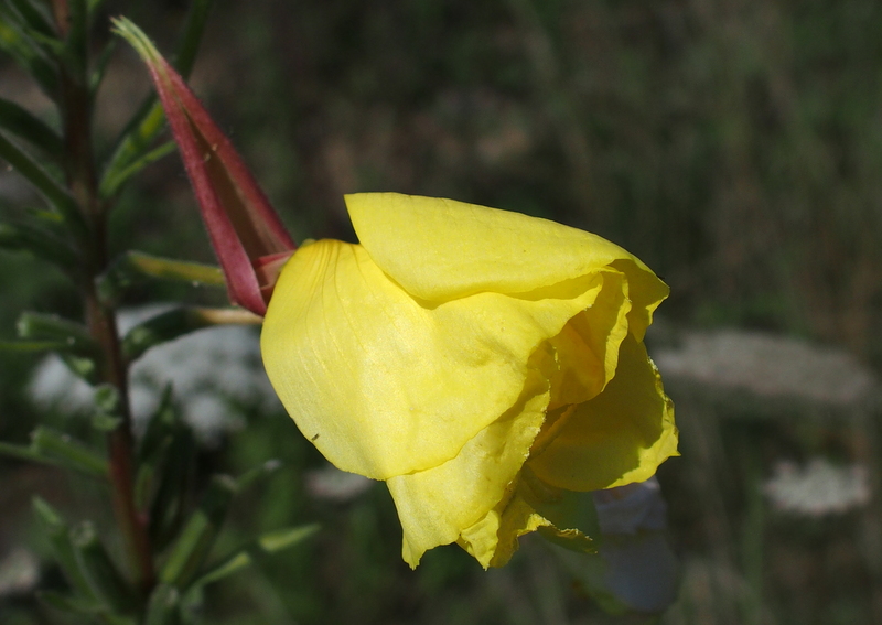 Zweijährige Nachtkerze 'Oenothera biennis aggr.'