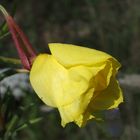 Zweijährige Nachtkerze 'Oenothera biennis aggr.'