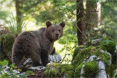 Zweijähriger Bär