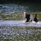 Zweikampf auf dem Wasser